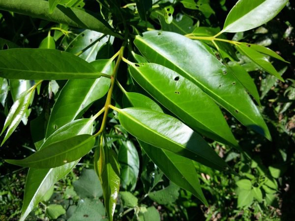 Những tác dụng của lá vối