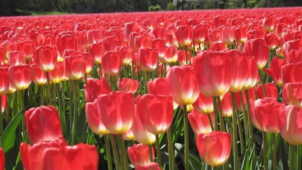 Những thiên đường hoa tulip không ở Hà Lan