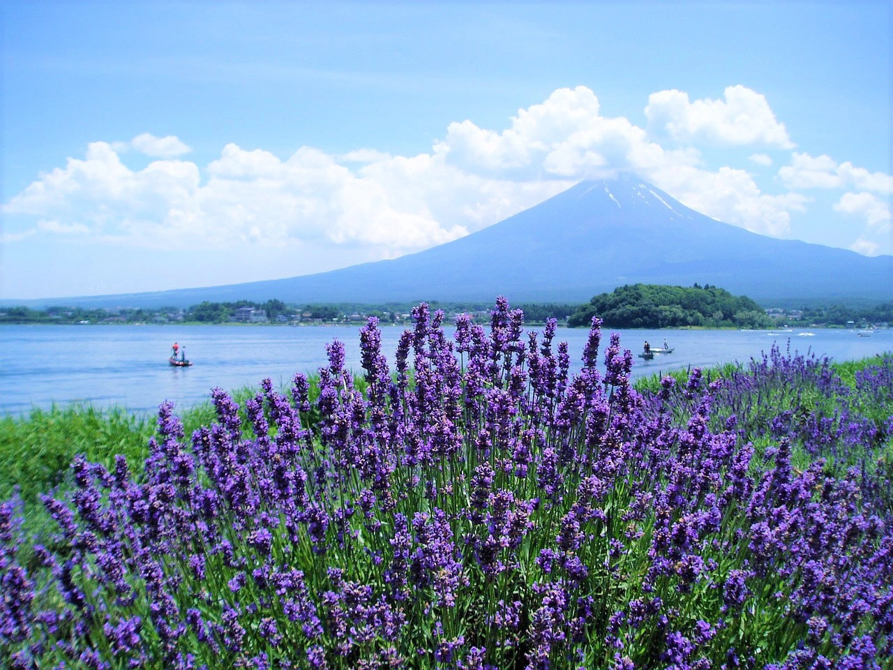 Những trang trại hoa Lavender bạn nhất định phải ghé khi du lịch Nhật Bản