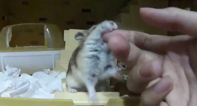 Nữ giới bị chuột Hamster cắn điều trị như thế nào?
