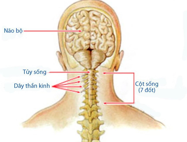 Phương pháp điều trị dập tủy sống cổ?