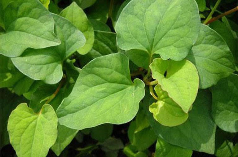 Rau diếp cá chữa bệnh trĩ như thế nào?