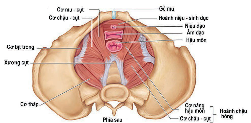 Rối loạn chức năng sàn chậu: Đặc điểm, triệu chứng và cách điều trị