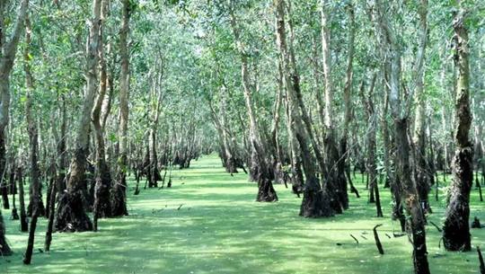 Rừng tràm Trà Sư, bữa tiệc màu xanh mùa nước nổi