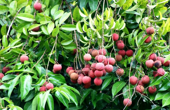 Rừng vải cổ thụ sai trĩu quả giữa đảo Cát Bà