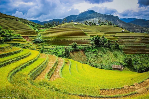Ruộng bậc thang Mù Cang Chải thơ mộng mùa lúa chín