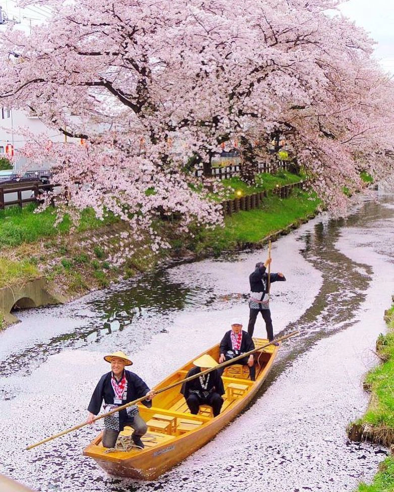 Sang Nhật đến sông Shingashi ngồi thuyền ngắm hoa anh đào