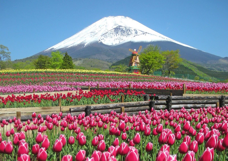 Shizuoka: miền quê bình yên ở xứ mặt trời mọc
