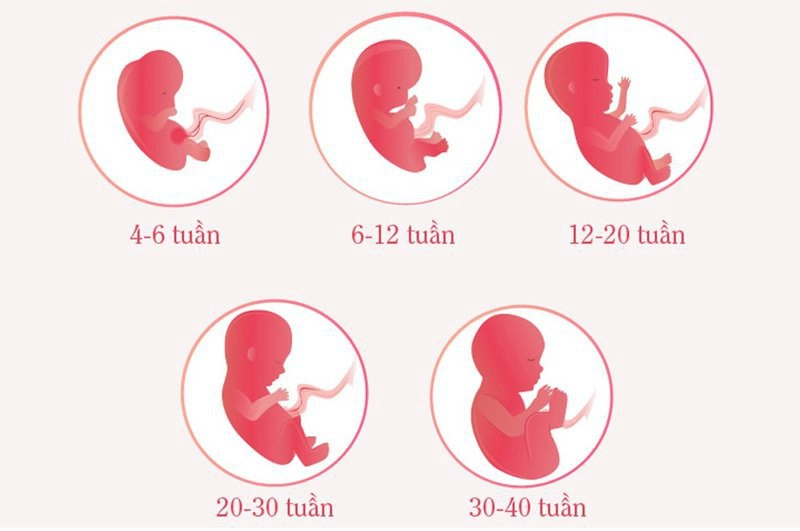 Sinh lý và tuần hoàn bào thai