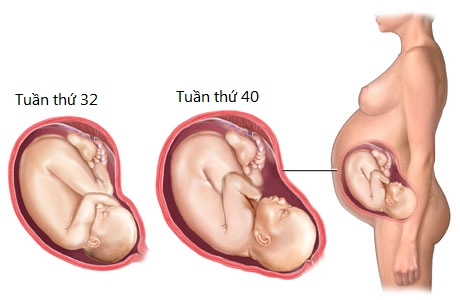 Sự phát triển của thai nhi 3 tháng cuối thai kì