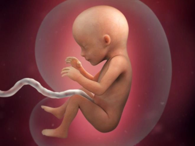 Sự phát triển của thai nhi tuần 17