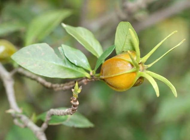 Tác dụng của cây dành dành núi