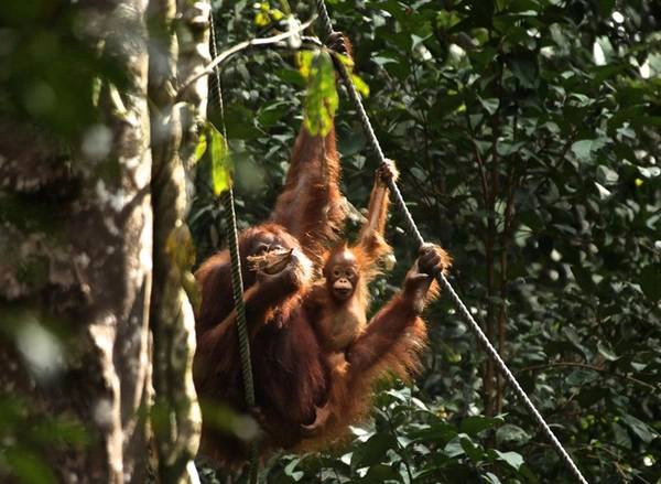 Thăm Người Rừng trong khu bảo tồn bền vững ở Sepilok - Malaysia