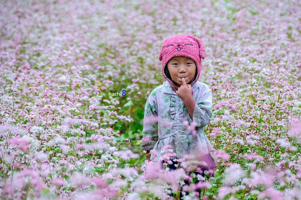 Tháng 10 rủ nhau du lịch Hà Giang ngắm hoa tam giác mạch