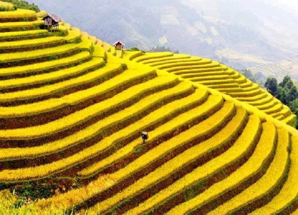 Thời gian và địa điểm lý tưởng ngắm lúa chín phía Bắc