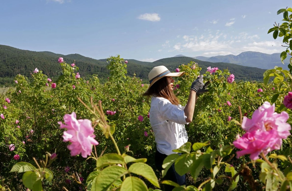 Thung lũng hoa hồng thơ mộng giữa núi đồi Bulgaria