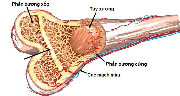 Tỉ lệ mất xương trong cơ thể theo độ tuổi