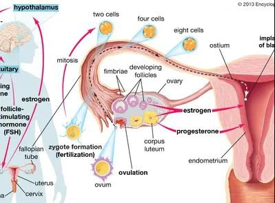Tìm hiểu về thuốc kích trứng Gonadotropin