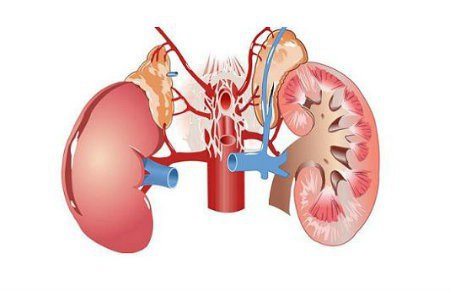 Tìm hiểu xét nghiệm đánh giá độ lọc cầu thận