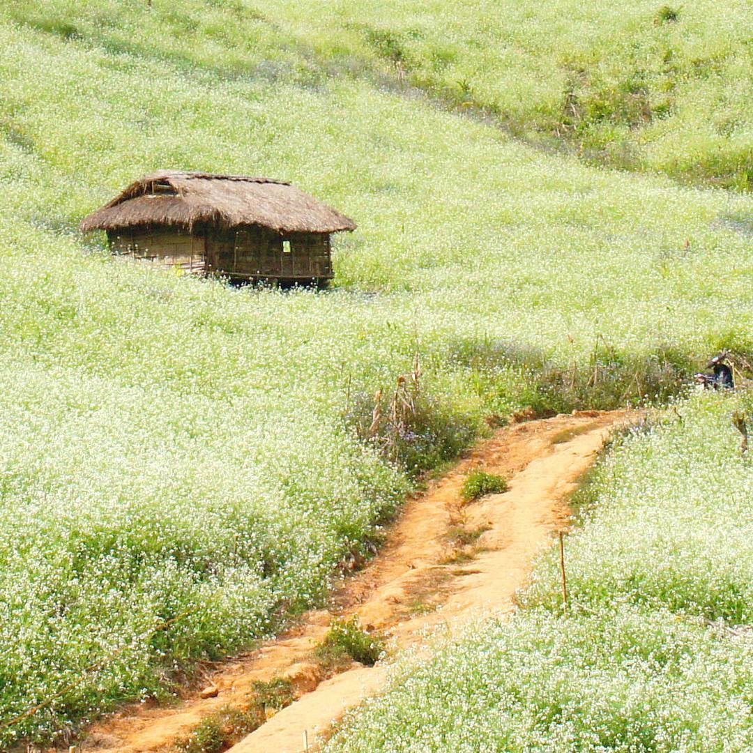 Tour Mộc Châu trải nghiệm đi bộ trên cầu kính dài nhất thế giới