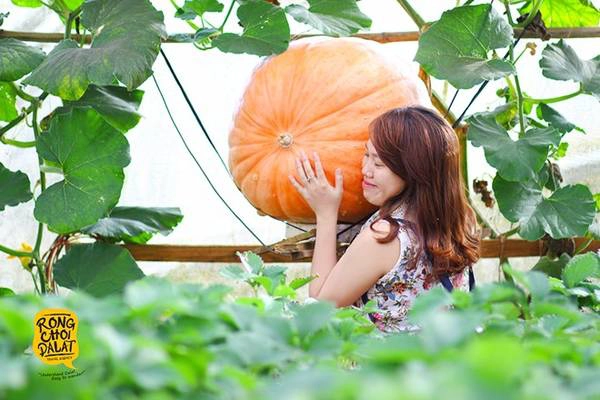 Trải nghiệm du lịch nhà vườn ở Đà Lạt