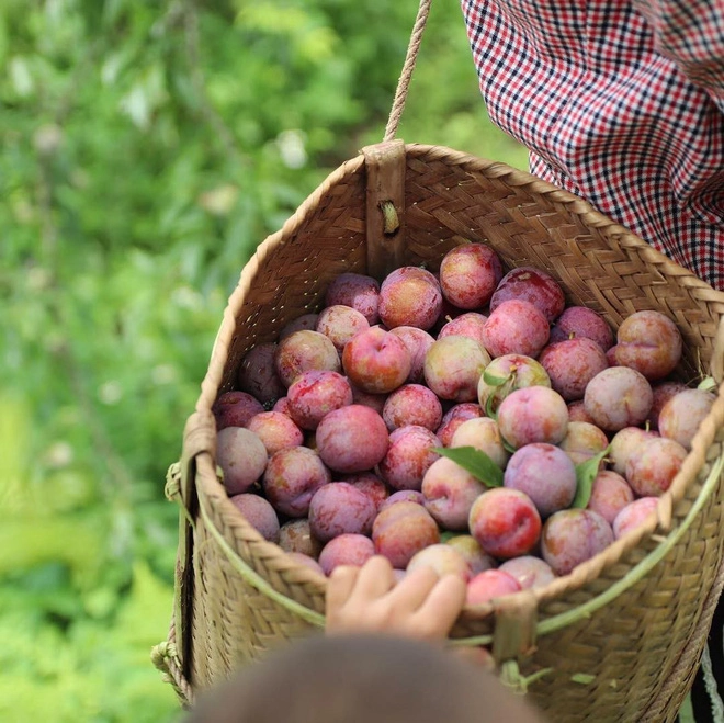 Tranh thủ đang vào mùa, rủ nhau lên cao nguyên Mộc Châu hái mận hậu
