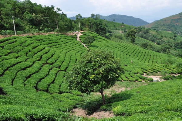 Trốn Hà Nội lên Suối Giàng tránh nóng