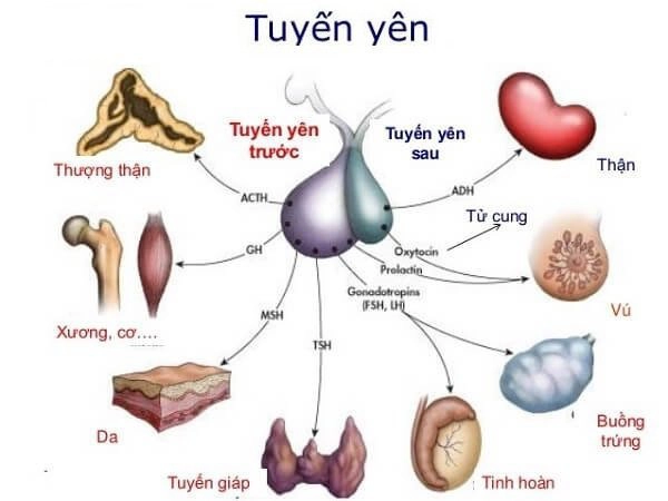 Tuyến yên nằm ở đâu và vai trò tiết ra hormone tăng trưởng?