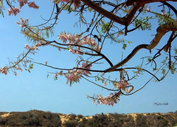 Về Đông Nam Bộ tìm vẻ đẹp Đỗ Mai