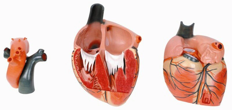 Viêm nội tâm mạc nhiễm khuẩn ở trẻ em?