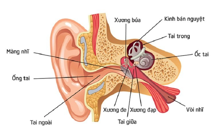 Viêm ống tai kèm sưng, ù tai có sao không?