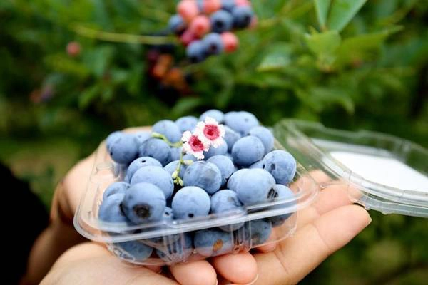 Việt quất chín mọng trong vườn ở Nhật Bản