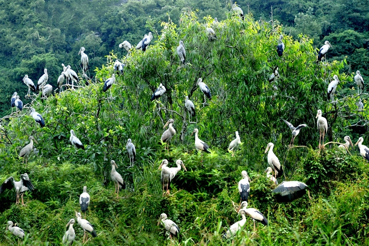 Vườn chim Thung Nham – Vương quốc của các loài chim ở Ninh Bình
