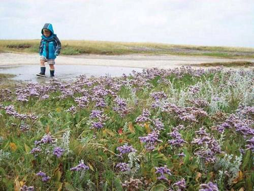 Wadden - vùng biển “kỳ lạ” của Hà Lan
