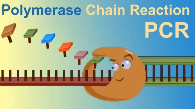 Xét nghiệm PCR là xét nghiệm gì?