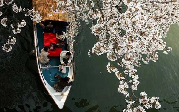 Ý nghĩa và vẻ đẹp sắc hoa anh đào Nhật Bản